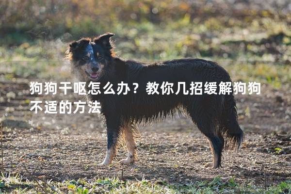 狗狗干呕怎么办？教你几招缓解狗狗不适的方法