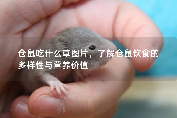 仓鼠吃什么草图片，了解仓鼠饮食的多样性与营养价值