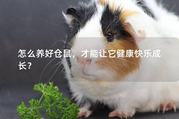 怎么养好仓鼠，才能让它健康快乐成长？