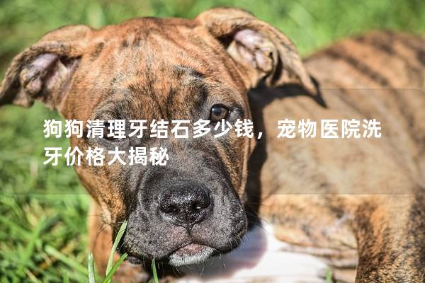 狗狗清理牙结石多少钱，宠物医院洗牙价格大揭秘