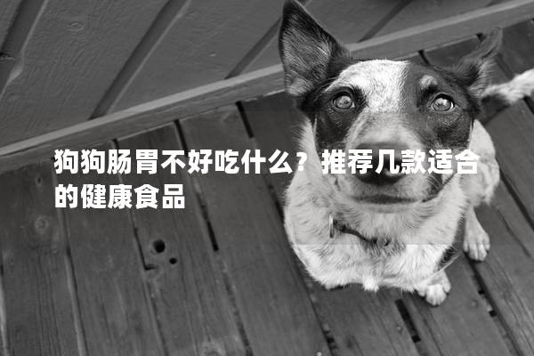 狗狗肠胃不好吃什么？推荐几款适合的健康食品
