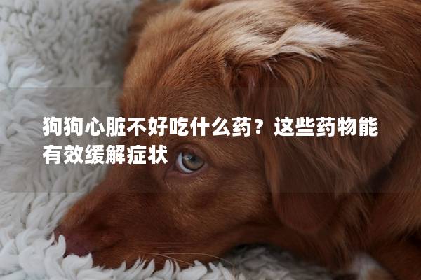 狗狗心脏不好吃什么药？这些药物能有效缓解症状
