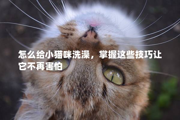 怎么给小猫咪洗澡，掌握这些技巧让它不再害怕