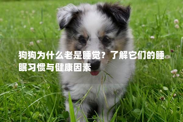 狗狗为什么老是睡觉？了解它们的睡眠习惯与健康因素