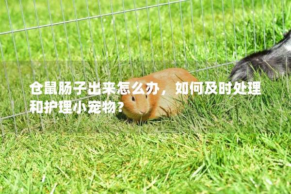 仓鼠肠子出来怎么办，如何及时处理和护理小宠物？