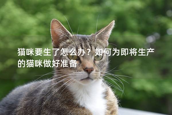 猫咪要生了怎么办？如何为即将生产的猫咪做好准备