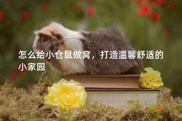 怎么给小仓鼠做窝，打造温馨舒适的小家园