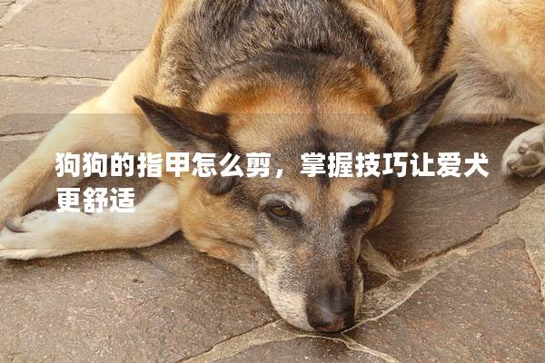 狗狗的指甲怎么剪，掌握技巧让爱犬更舒适
