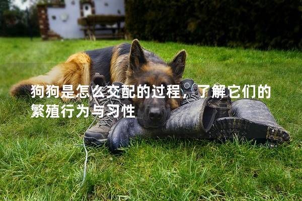 狗狗是怎么交配的过程，了解它们的繁殖行为与习性
