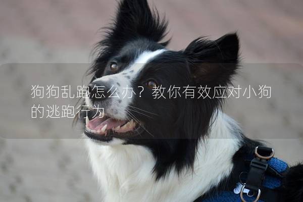 狗狗乱跑怎么办？教你有效应对小狗的逃跑行为