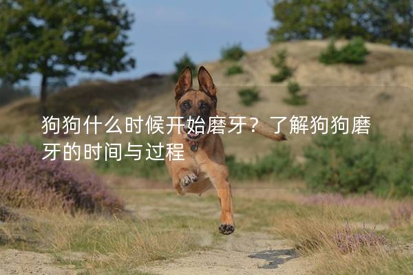 狗狗什么时候开始磨牙？了解狗狗磨牙的时间与过程