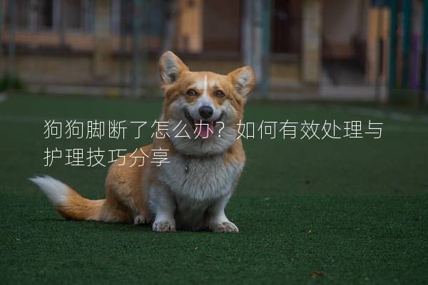狗狗脚断了怎么办？如何有效处理与护理技巧分享