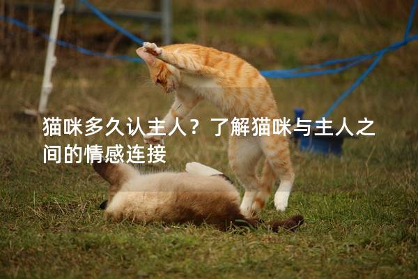 猫咪多久认主人？了解猫咪与主人之间的情感连接