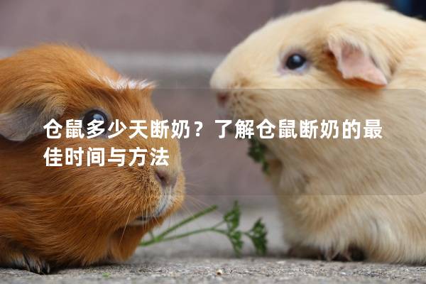 仓鼠多少天断奶？了解仓鼠断奶的最佳时间与方法