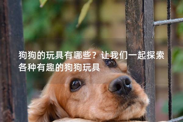 狗狗的玩具有哪些？让我们一起探索各种有趣的狗狗玩具