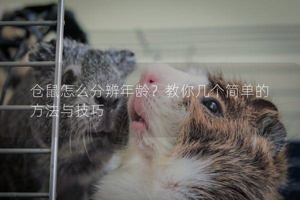 仓鼠怎么分辨年龄？教你几个简单的方法与技巧