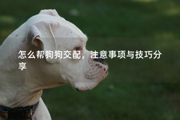 怎么帮狗狗交配，注意事项与技巧分享
