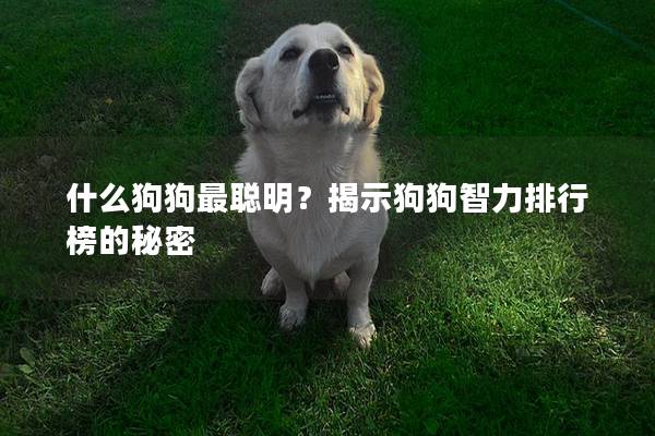 什么狗狗最聪明?揭示狗狗智力排行榜的秘密 什么狗狗最聪明?揭示狗狗智力排行榜的秘密