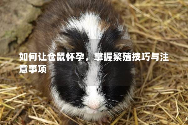 如何让仓鼠怀孕,掌握繁殖技巧与注意事项 如何让仓鼠怀孕,掌握繁殖技巧与注意事项