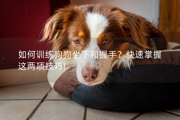 如何训练狗狗坐下和握手？快速掌握这两项技巧!