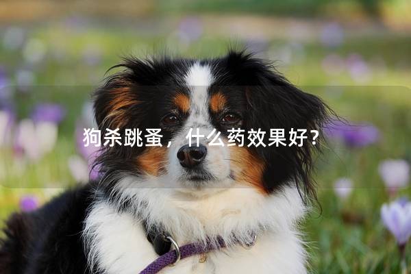 狗杀跳蚤,什么药效果好? 狗杀跳蚤,什么药效果好?