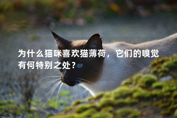 为什么猫咪喜欢猫薄荷，它们的嗅觉有何特别之处？