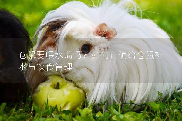 仓鼠要喂水喝吗？如何正确给仓鼠补水与饮食管理