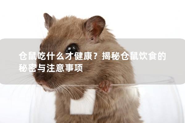 仓鼠吃什么才健康？揭秘仓鼠饮食的秘密与注意事项