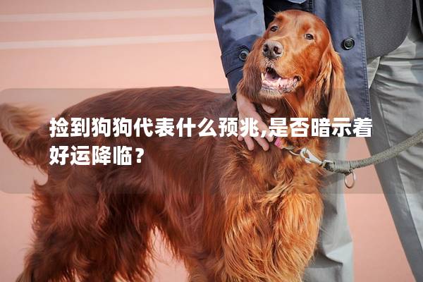 捡到狗狗代表什么预兆,是否暗示着好运降临？
