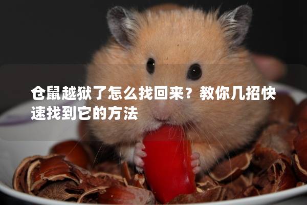 仓鼠越狱了怎么找回来？教你几招快速找到它的方法