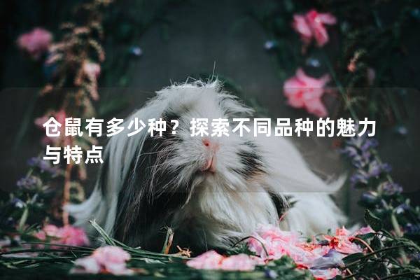仓鼠有多少种?探索不同品种的魅力与特点 仓鼠有多少种?探索不同品种的魅力与特点