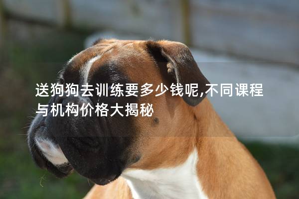 送狗狗去训练要多少钱呢,不同课程与机构价格大揭秘