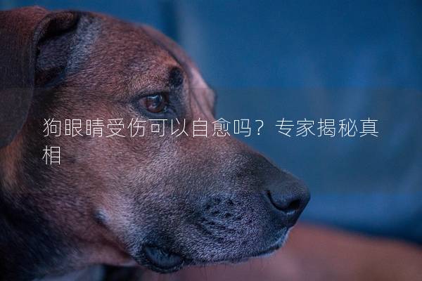 狗眼睛受伤可以自愈吗？专家揭秘真相