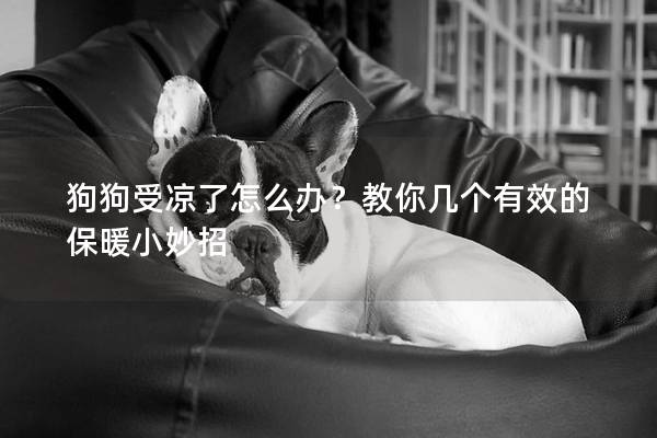 狗狗受凉了怎么办？教你几个有效的保暖小妙招