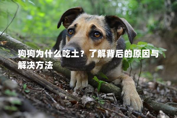 狗狗为什么吃土？了解背后的原因与解决方法