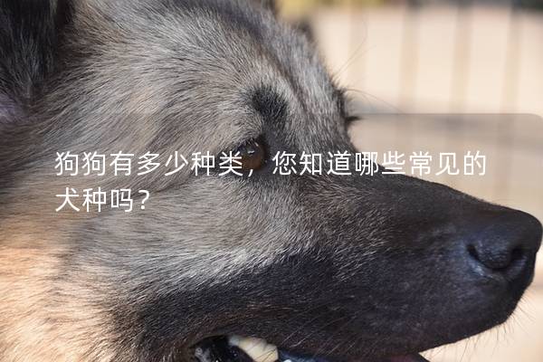 狗狗有多少种类,您知道哪些常见的犬种吗? 狗狗有多少种类,您知道哪些常见的犬种吗?