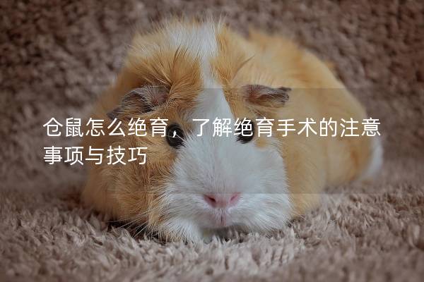 仓鼠怎么绝育，了解绝育手术的注意事项与技巧
