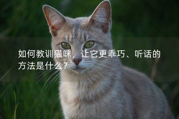 如何教训猫咪，让它更乖巧、听话的方法是什么？