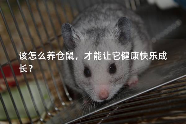 该怎么养仓鼠，才能让它健康快乐成长？