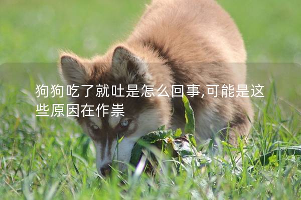 狗狗吃了就吐是怎么回事,可能是这些原因在作祟 狗狗吃了就吐是怎么回事,可能是这些原因在作祟