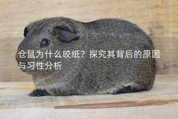 仓鼠为什么咬纸？探究其背后的原因与习性分析