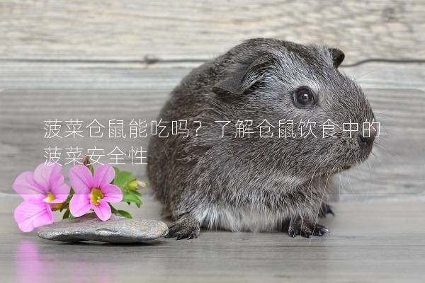 菠菜仓鼠能吃吗?了解仓鼠饮食中的菠菜安全性 菠菜仓鼠能吃吗?了解仓鼠饮食中的菠菜安全性
