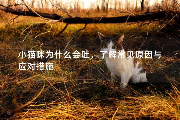 小猫咪为什么会吐，了解常见原因与应对措施