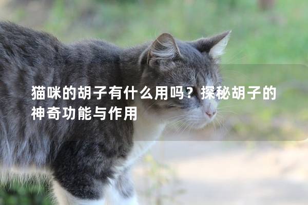 猫咪的胡子有什么用吗？探秘胡子的神奇功能与作用