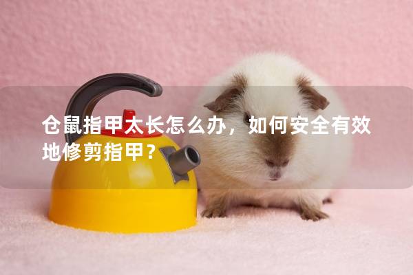 仓鼠指甲太长怎么办，如何安全有效地修剪指甲？
