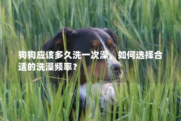 狗狗应该多久洗一次澡,如何选择合适的洗澡频率? 狗狗应该多久洗一次澡,如何选择合适的洗澡频率?