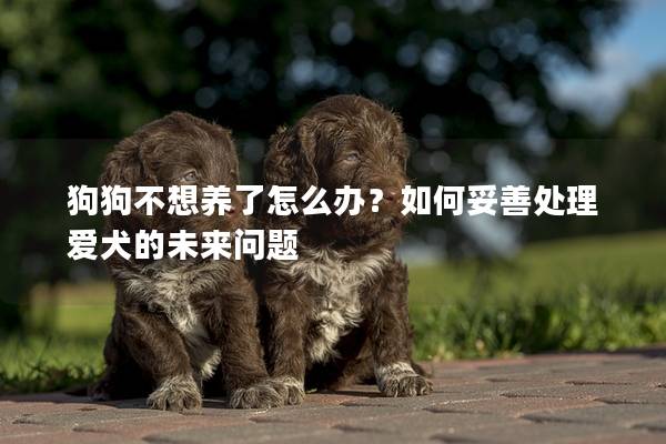 狗狗不想养了怎么办？如何妥善处理爱犬的未来问题