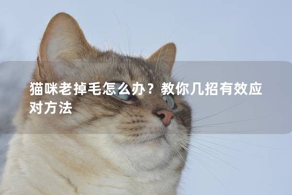 猫咪老掉毛怎么办？教你几招有效应对方法