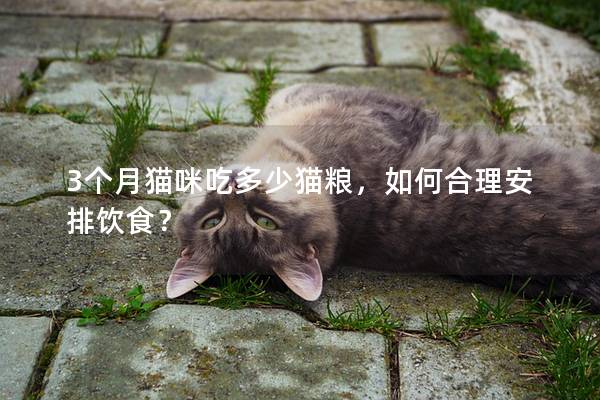 3个月猫咪吃多少猫粮，如何合理安排饮食？