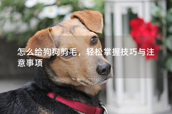 怎么给狗狗剪毛，轻松掌握技巧与注意事项